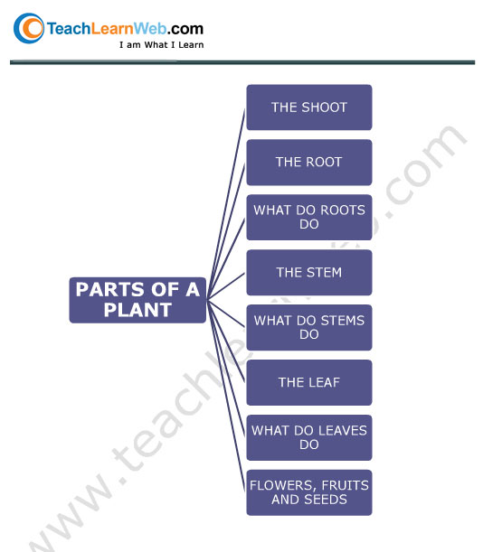 Teach Learn Web Class 3 Science Mind Map