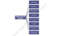 Teach Learn Web Class 3 Science Mind Map